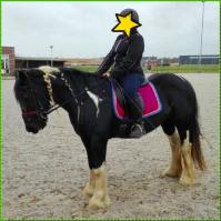 PaardenHandelaren.com