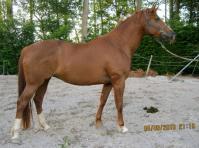 PaardenHandelaren.com