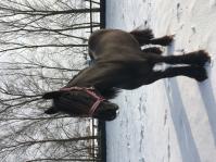 PaardenHandelaren.com