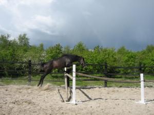 PaardenHandelaren.com