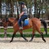 PaardenHandelaren.com