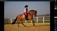 PaardenHandelaren.com