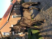 PaardenHandelaren.com