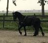 PaardenHandelaren.com