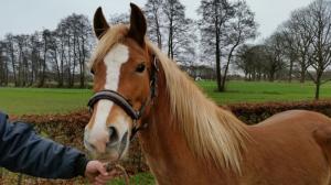 PaardenHandelaren.com