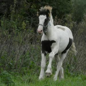 PaardenHandelaren.com