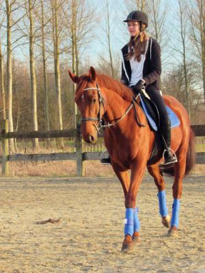 PaardenHandelaren.com