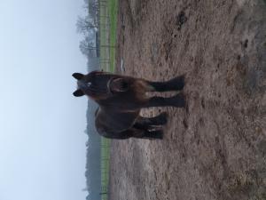 PaardenHandelaren.com