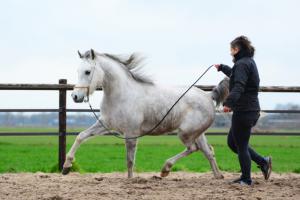 PaardenHandelaren.com