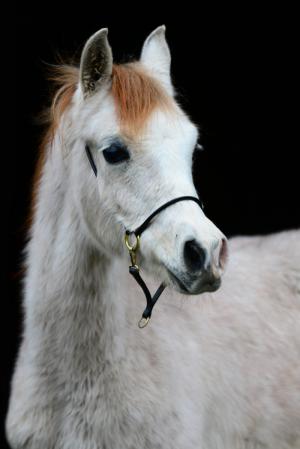 PaardenHandelaren.com