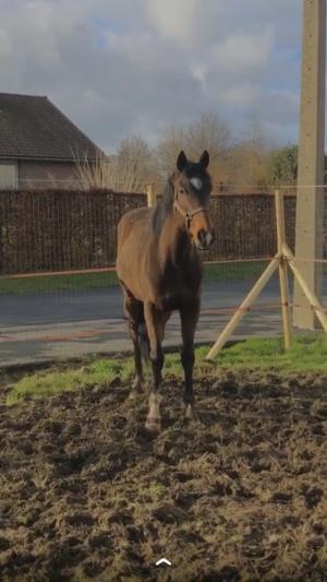 PaardenHandelaren.com