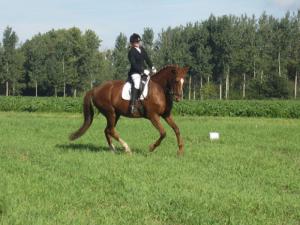 PaardenHandelaren.com