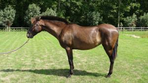 PaardenHandelaren.com