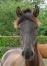 PaardenHandelaren.com