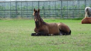 PaardenHandelaren.com