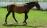 PaardenHandelaren.com