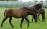 PaardenHandelaren.com