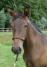 PaardenHandelaren.com