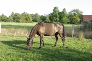 PaardenHandelaren.com