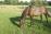 PaardenHandelaren.com