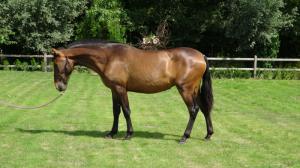PaardenHandelaren.com