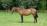 PaardenHandelaren.com
