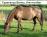 PaardenHandelaren.com