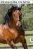 PaardenHandelaren.com