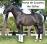 PaardenHandelaren.com