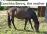 PaardenHandelaren.com