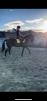 PaardenHandelaren.com