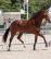 PaardenHandelaren.com