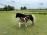 PaardenHandelaren.com