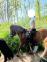 PaardenHandelaren.com