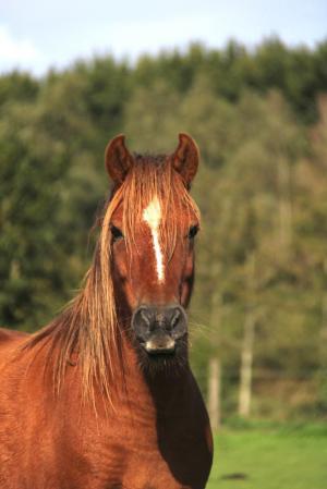 PaardenHandelaren.com