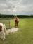 PaardenHandelaren.com