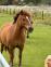 PaardenHandelaren.com