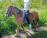 PaardenHandelaren.com