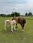 PaardenHandelaren.com