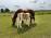 PaardenHandelaren.com
