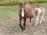 PaardenHandelaren.com