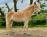 PaardenHandelaren.com