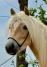 PaardenHandelaren.com