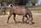 PaardenHandelaren.com