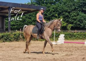 PaardenHandelaren.com