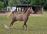 PaardenHandelaren.com