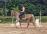 PaardenHandelaren.com