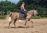 PaardenHandelaren.com