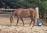 PaardenHandelaren.com