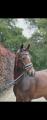 PaardenHandelaren.com